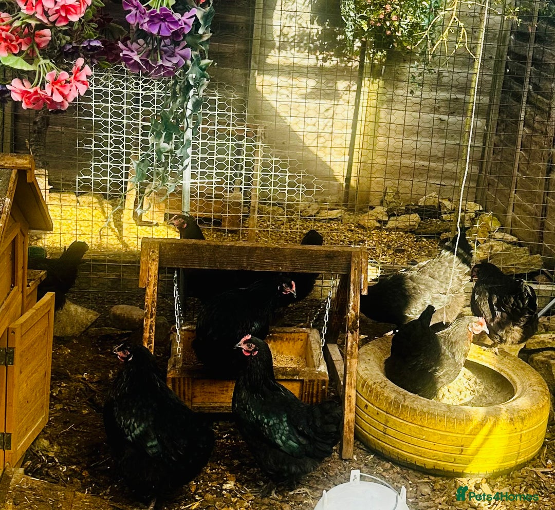 Chickens poultry for sale: Point of Lay Chickens - AVAILABLE NOW - Image 3