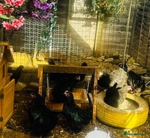 Chickens poultry - Advert 6
