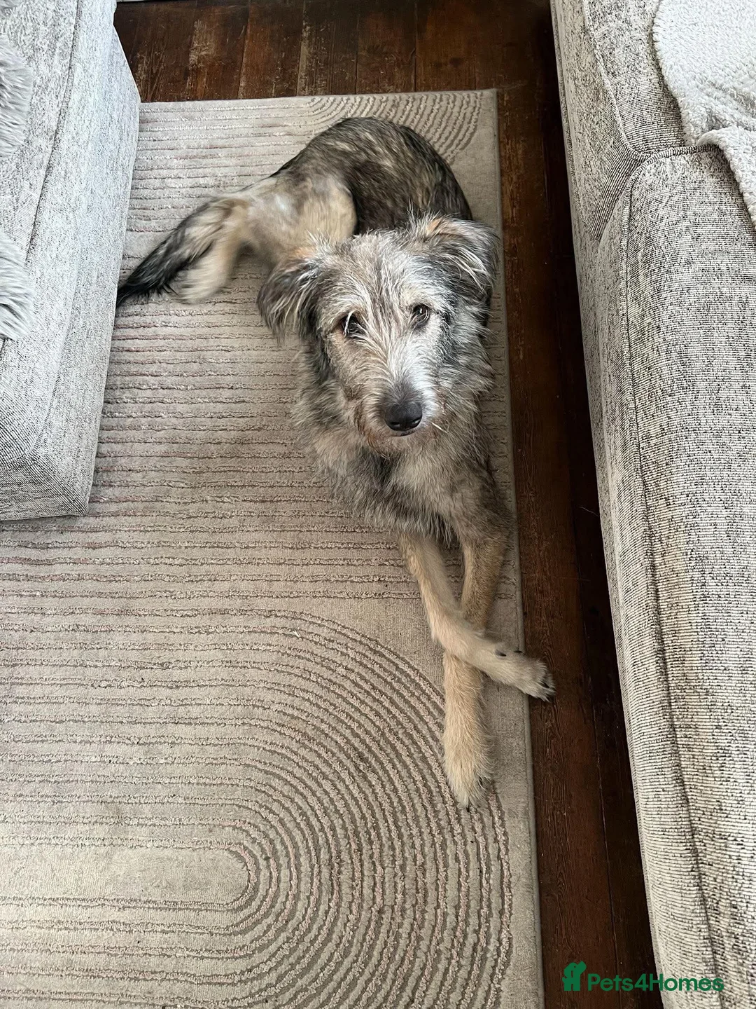 Mixed Breed dogs for adoption: MABEL-very gentle girl/smart/gentle/happy/loving in Cambridge - Advert 1