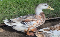 Ducks poultry for sale: Large Silver Appleyard Drakes - Image 1