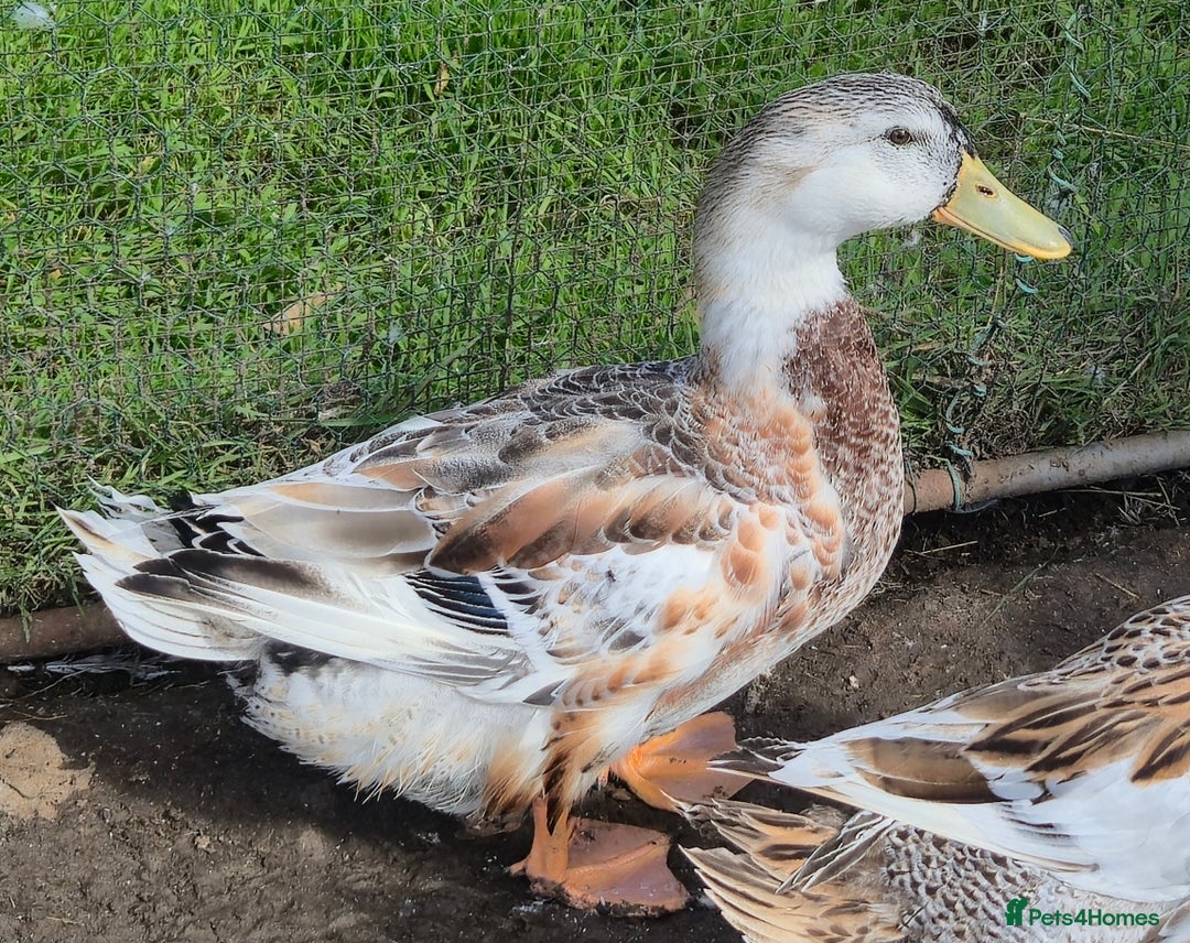 Ducks poultry for sale: Large Silver Appleyard Drakes - Image 1