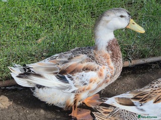 Ducks poultry - Advert 2