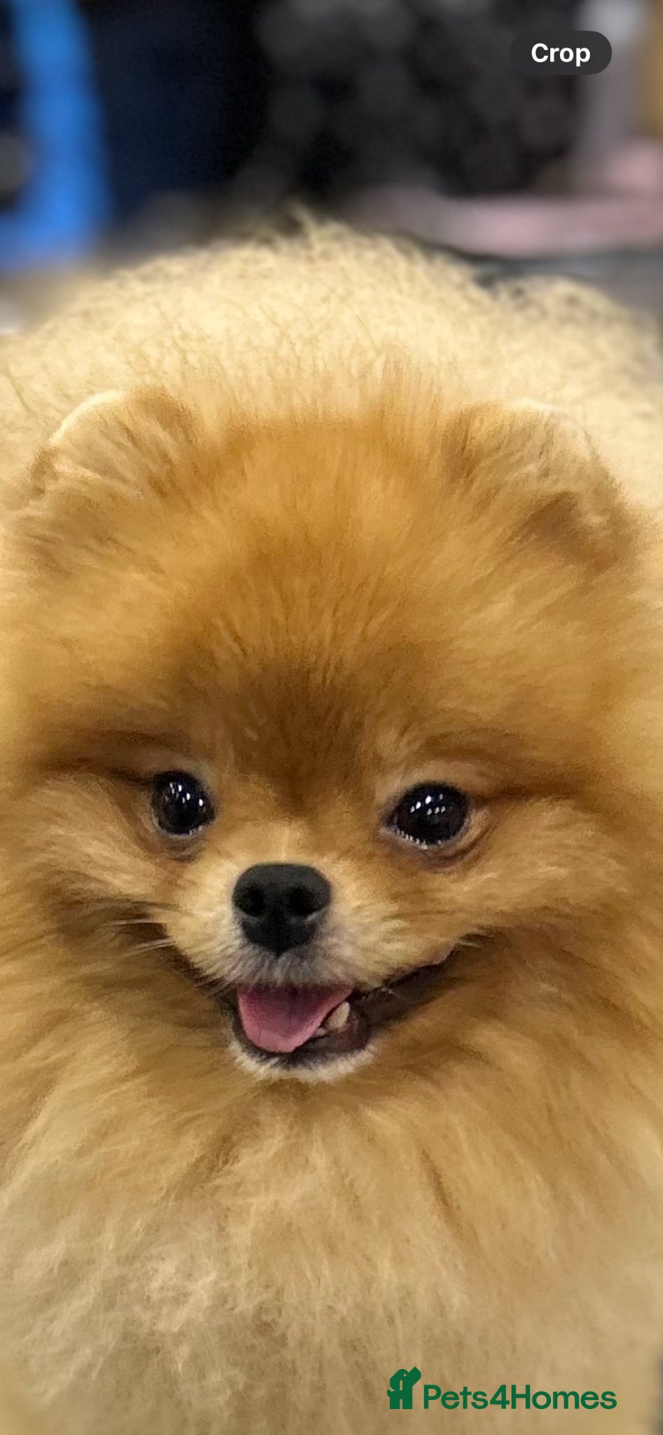 Pomeranian dogs for stud: Available for stud  - Advert 14