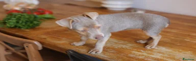 Jack Russell 4