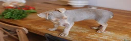 Jack Russell dogs for sale: Beautiful Jack Russell in Chocolate and Silver - Advert 23