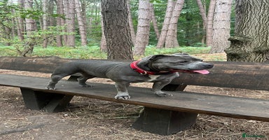 Staffordshire Bull Terrier dogs - Advert 2