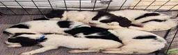 English Springer Spaniel dogs for sale: English springer spaniel puppies - Advert 15