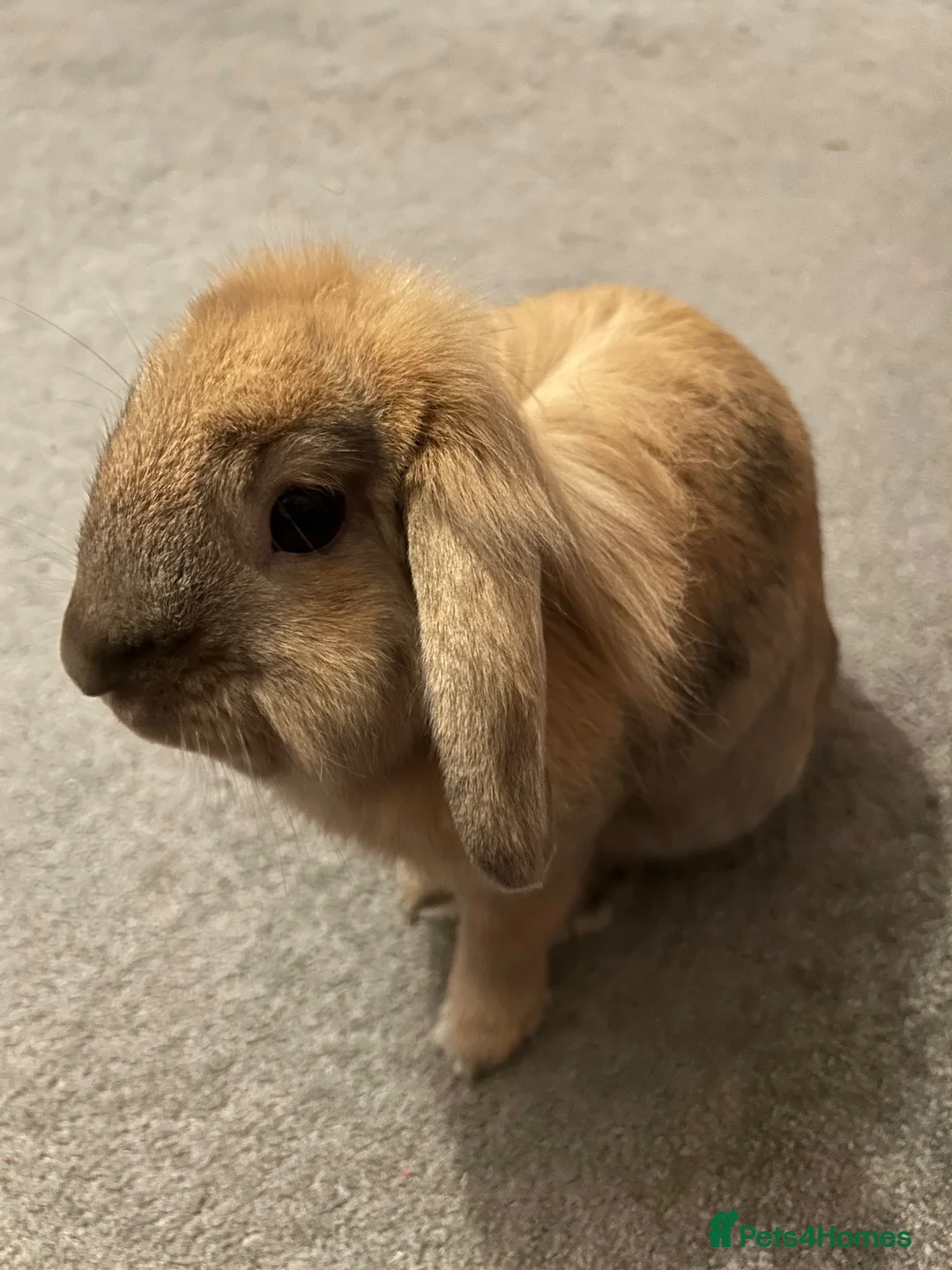 Mini Lion Lop rabbits for sale: Harlequin X mini lion lop - Advert 2