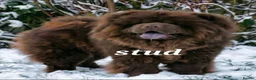 Chow Chow dogs for sale: Quality chow chow puppies.  - Advert 3