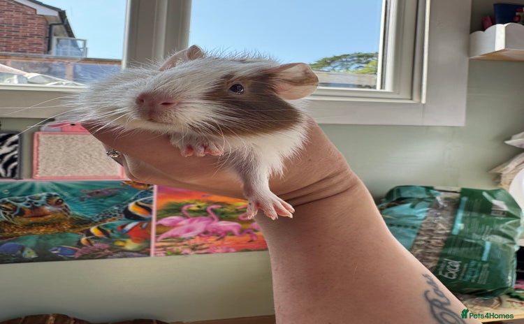Guinea Pig rodents - Advert 4