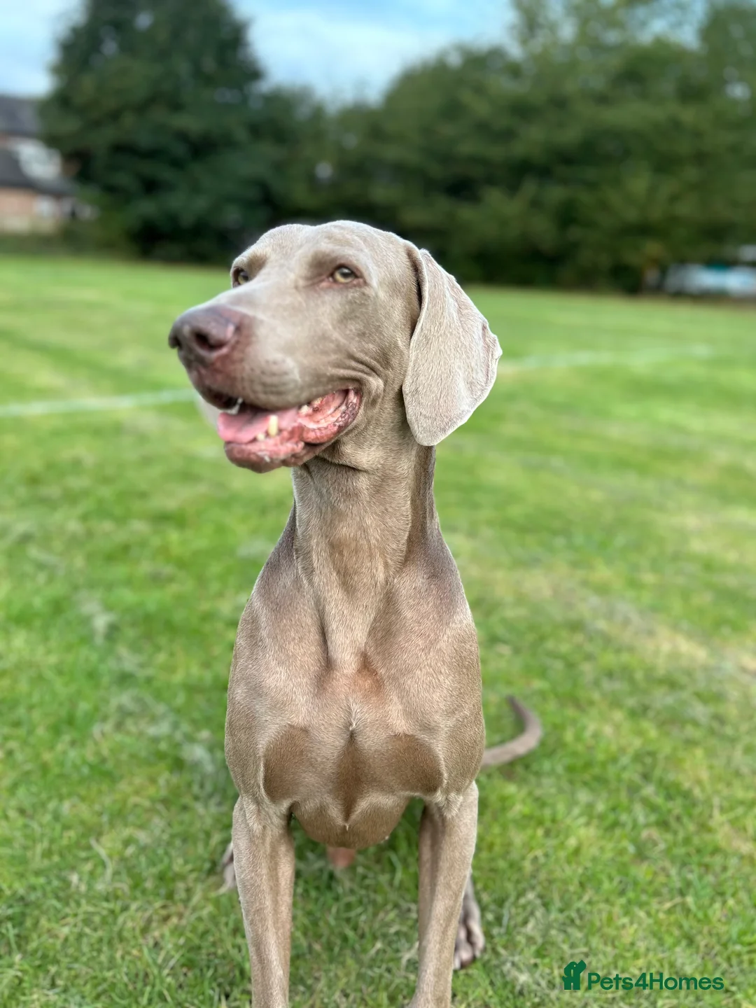 Weimaraner dogs for stud: KING KAISER in Manchester - Advert 3