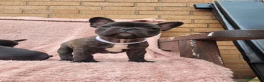 French Bulldog 2