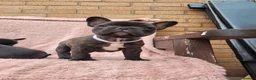 French Bulldog dogs for sale: French bulldogs. - Advert 1