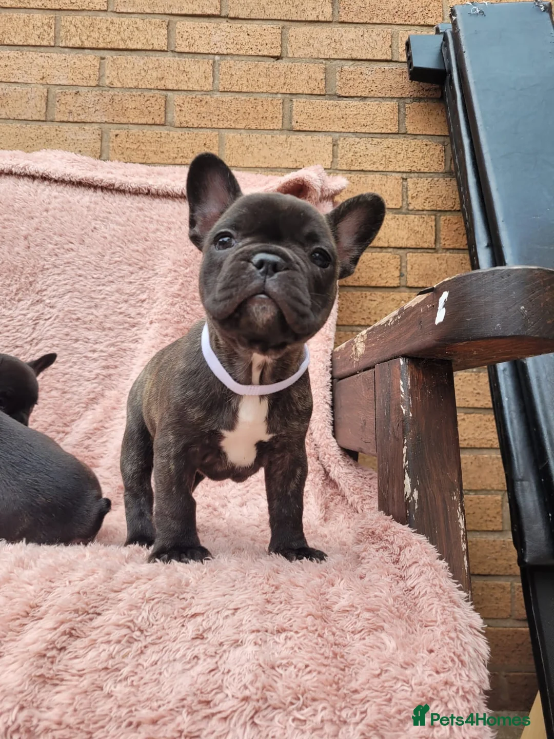 French Bulldog dogs for sale: French bulldogs. - Advert 1