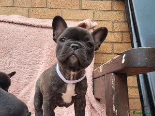 French Bulldog dogs French bulldogs. - Advert 1