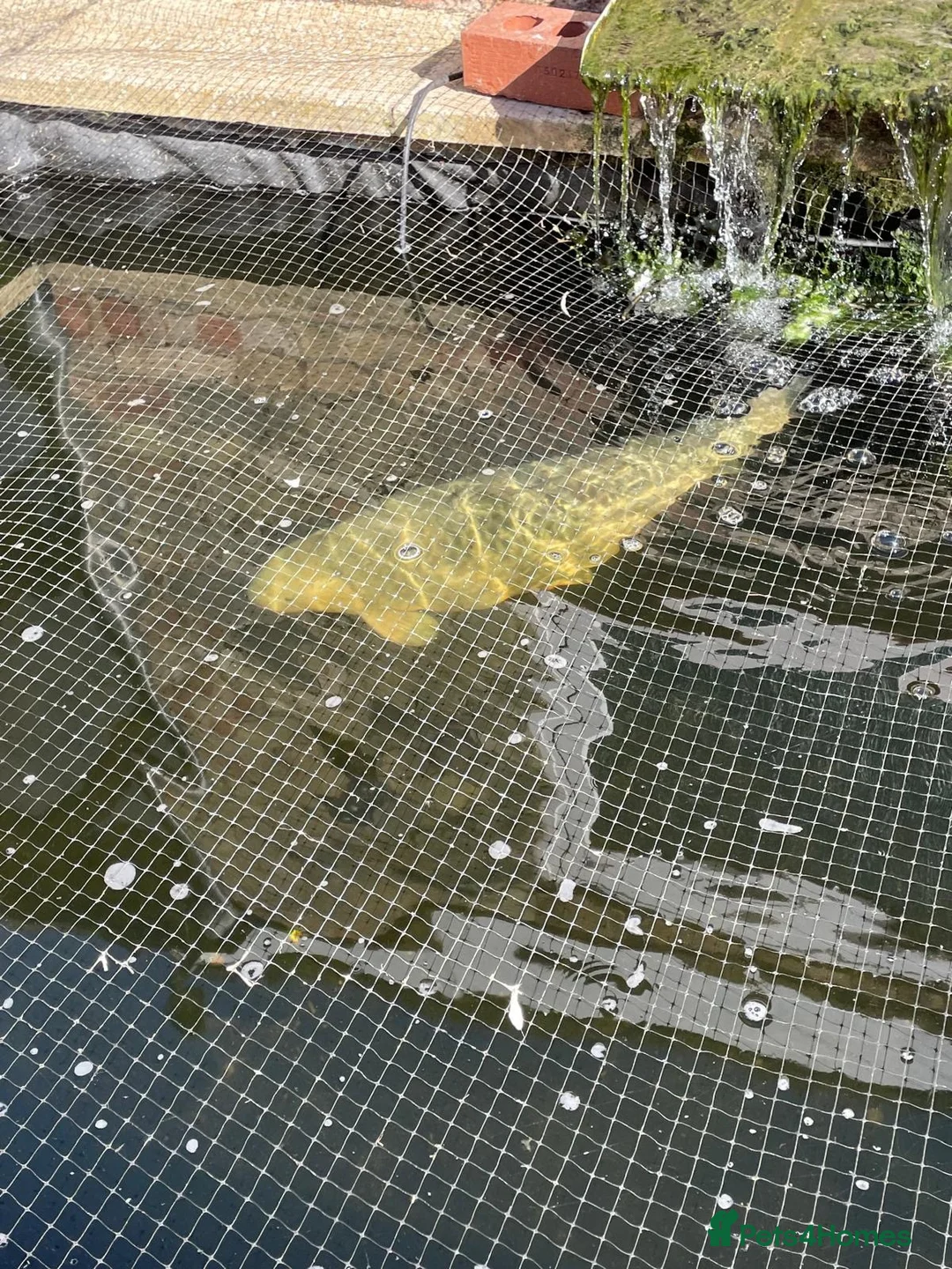 Koi Carp fish for sale: Free Koi Carp in Cambridge - Advert 5