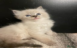 Ragdoll cats for sale: Lnyx male Ragdoll’s ready soon  - Advert 10