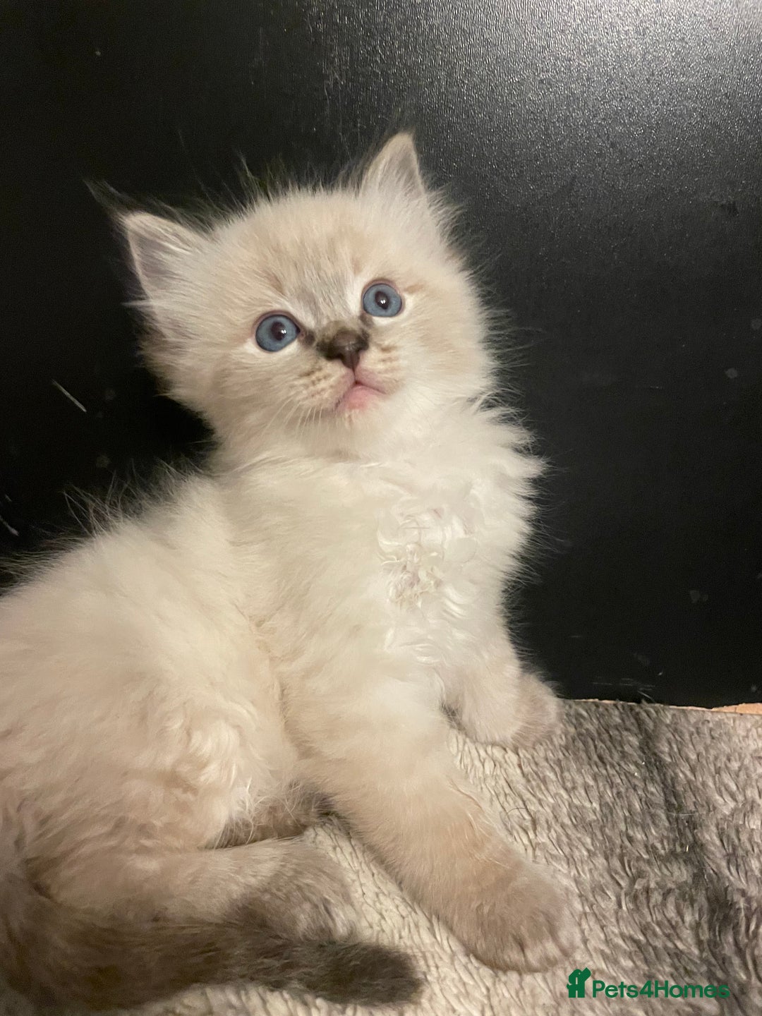 Ragdoll cats for sale: Lnyx male Ragdoll’s ready soon  - Advert 10