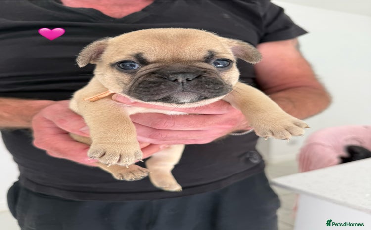 French Bulldog dogs - Advert 3