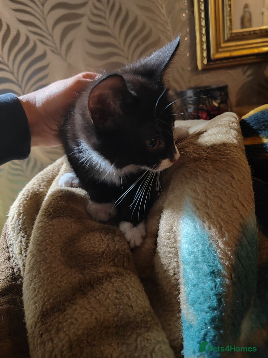 Mixed Breed cats for sale: 4 girls kittens  - Image 2
