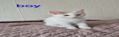 Long legs Munchkin boy 4