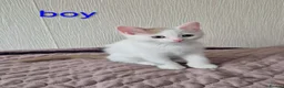 Munchkin cats for sale: Beautiful Munchkin kittens  - Advert 30