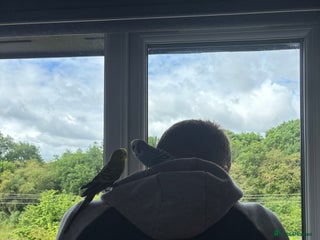 Parakeets birds - Advert 6