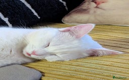 Domestic Shorthair cats for sale: Heartbreaking Rehome-18 month old Pure White Cat x - Image 36