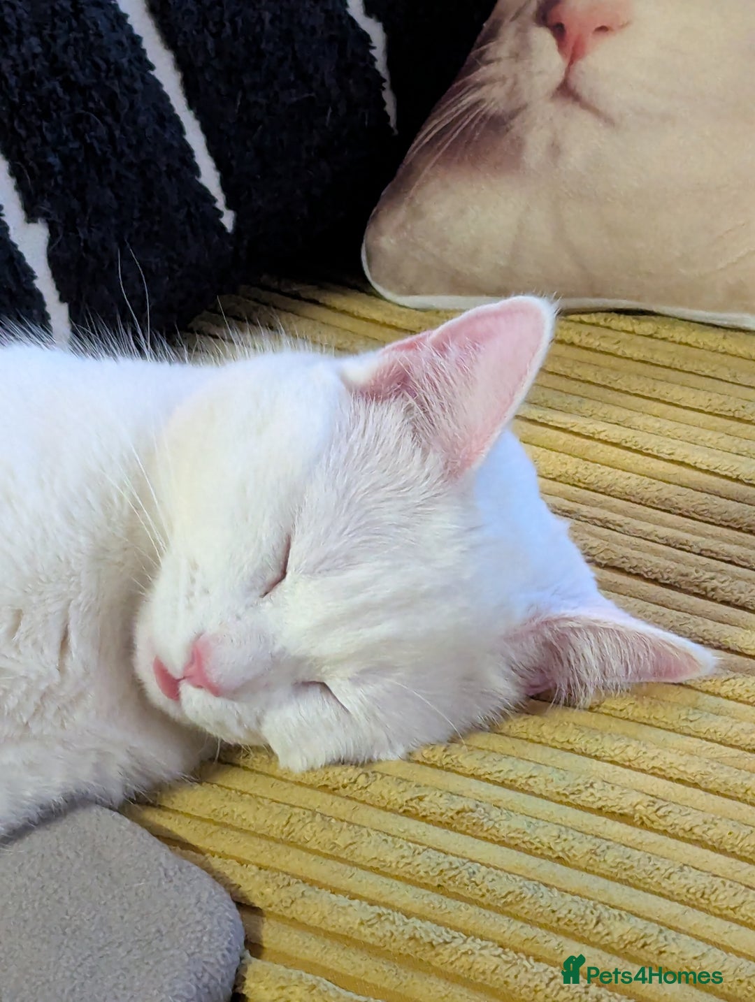 Domestic Shorthair cats for sale: Heartbreaking Rehome-18 month old Pure White Cat x - Image 36