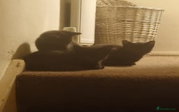 Tonkinese cats for sale: 2 male half tonkinese kittens for sale - Image 9