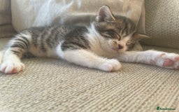 Mixed Breed cats for sale: 4 gorgeous mixed breed kittens - Image 9
