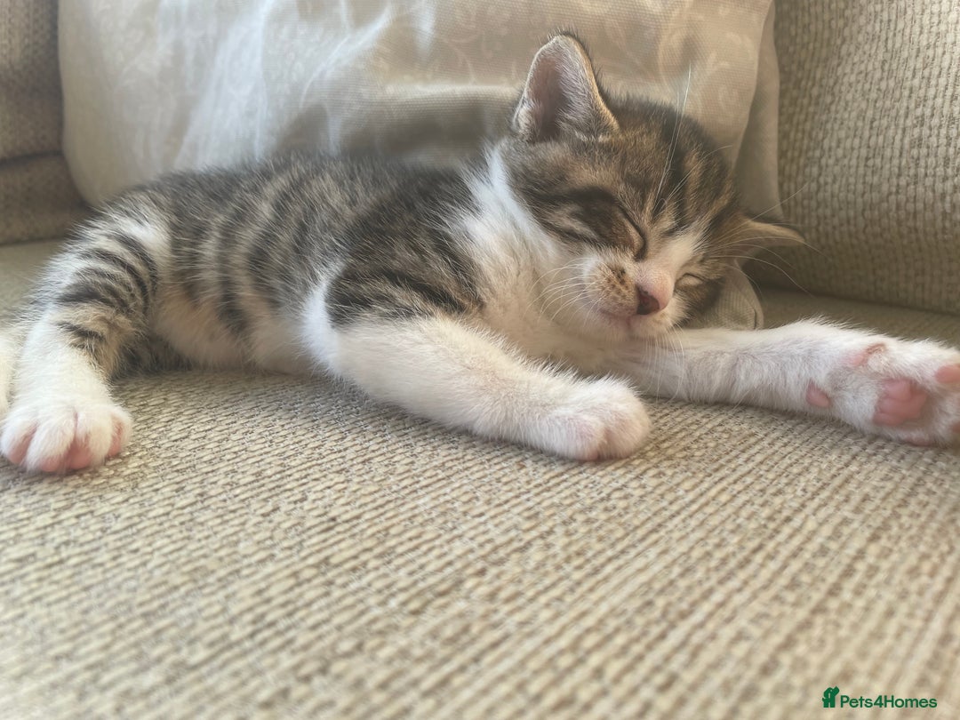 Mixed Breed cats for sale: 4 gorgeous mixed breed kittens - Image 9