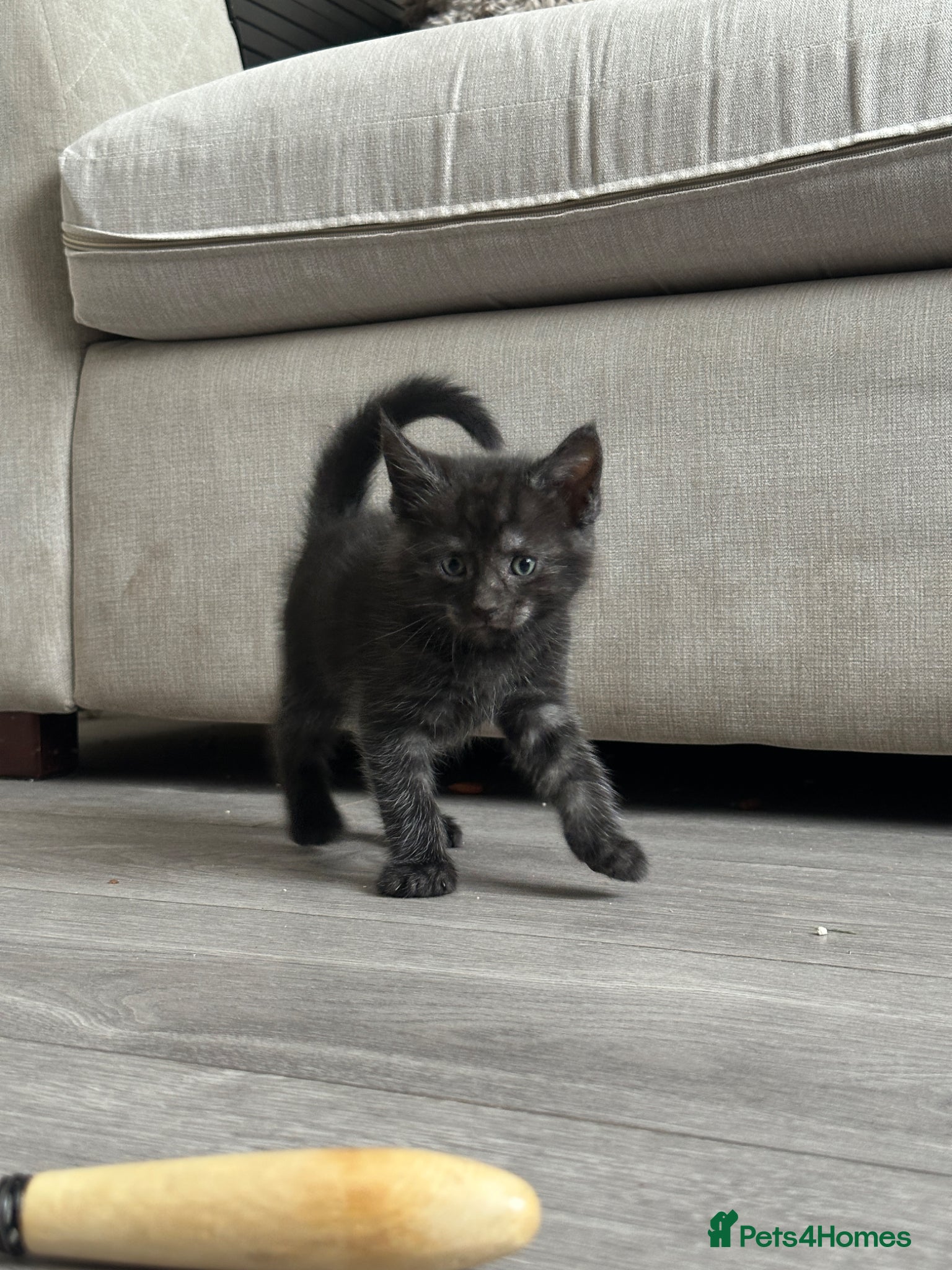 Mixed Breed cats for sale: Maine coon mix breed kittens  - Advert 15