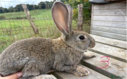 Continental Giant rabbits for sale: Pure breed very large Giant continental rabbits  - Image 9