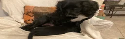 Sprocker dogs for sale: 8 beautiful healthy friendly little Sprocker pups - Advert 7