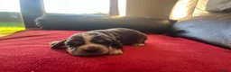Cocker Spaniel dogs for sale: ⭐️KC Registered Show Cocker Spaniels ⭐️ in Carmarthen - Advert 8