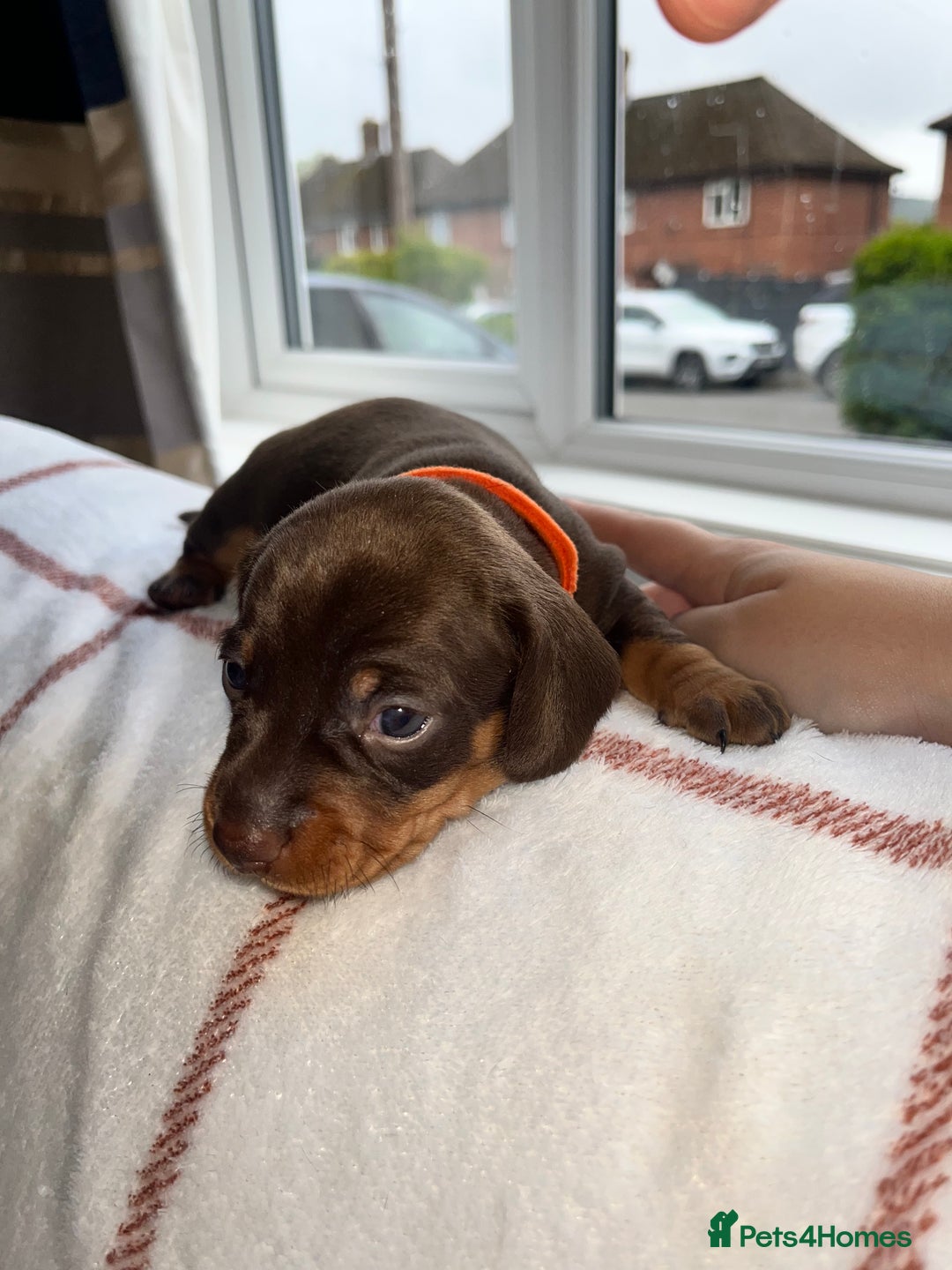 Miniature Dachshund dogs for sale: Beautiful Dachshund puppy’s  - Image 20
