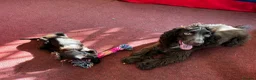 Cocker Spaniel dogs for sale: Dusty - 5yr Cocker Spaniel (N) - Advert 5