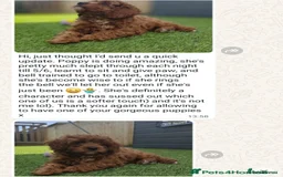 Mini Goldendoodle dogs for sale: 👑Superb Rare Toy/Mini Deepest Red Goldendoodles👑 - Image 39