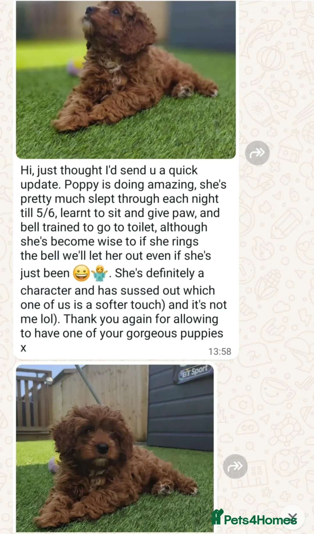 Mini Goldendoodle dogs for sale: 👑Superb Rare Toy/Mini Deepest Red Goldendoodles👑 - Image 39