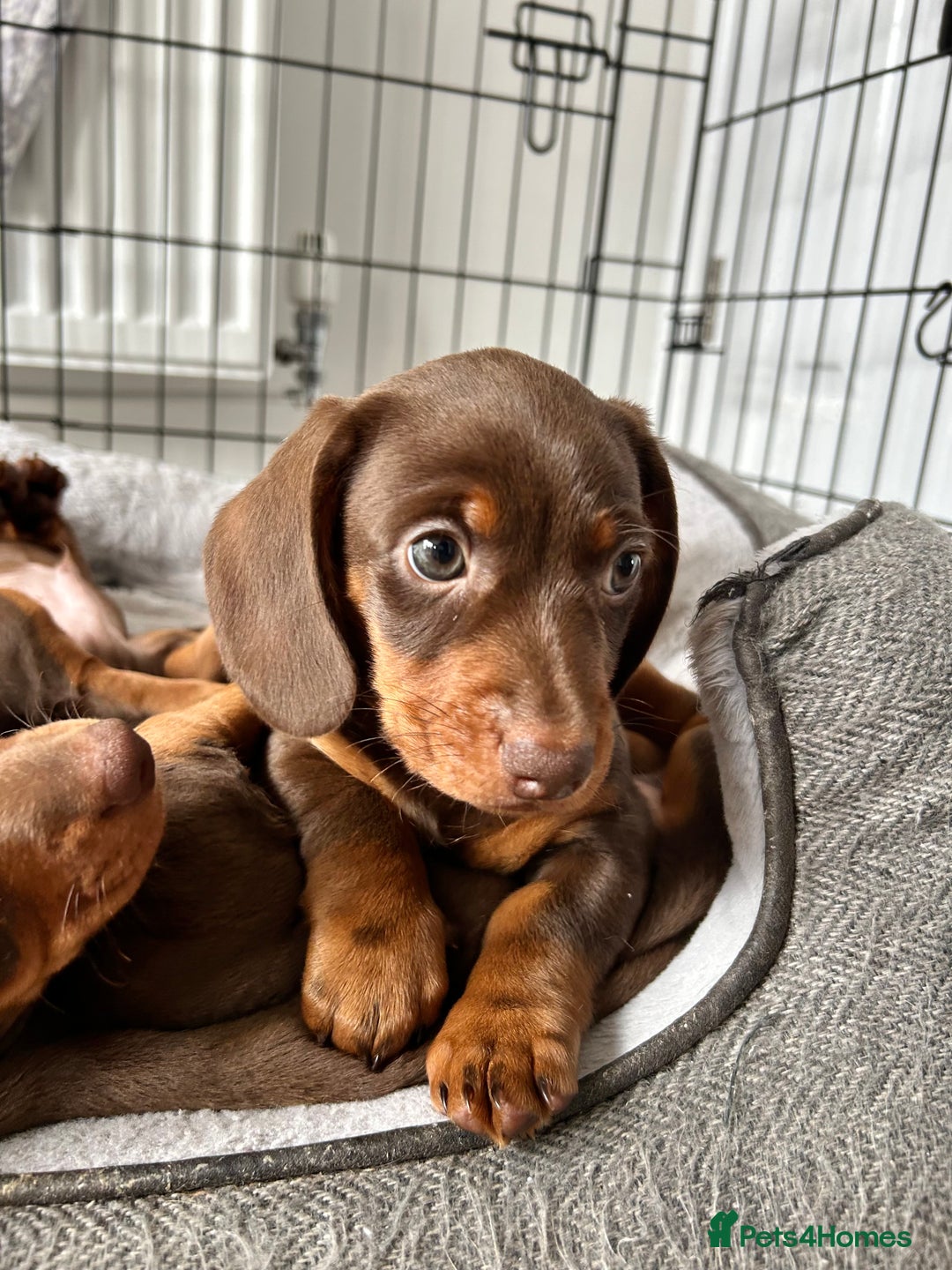 Dachshund dogs for sale: REDUCED*1 LEFT!! *BEAUTIFUL Miniature Dachshund's  - Image 2