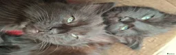 British Longhair cats for sale: Super cute fluffy black/ brown kittens - OBO in London - Advert 5