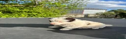 Border Collie dogs for sale: White & Brown Collie pups  - Advert 7