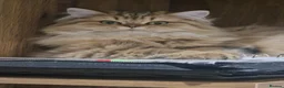 British Longhair cats for sale: GCCF Reg British Longhair  - Advert 4