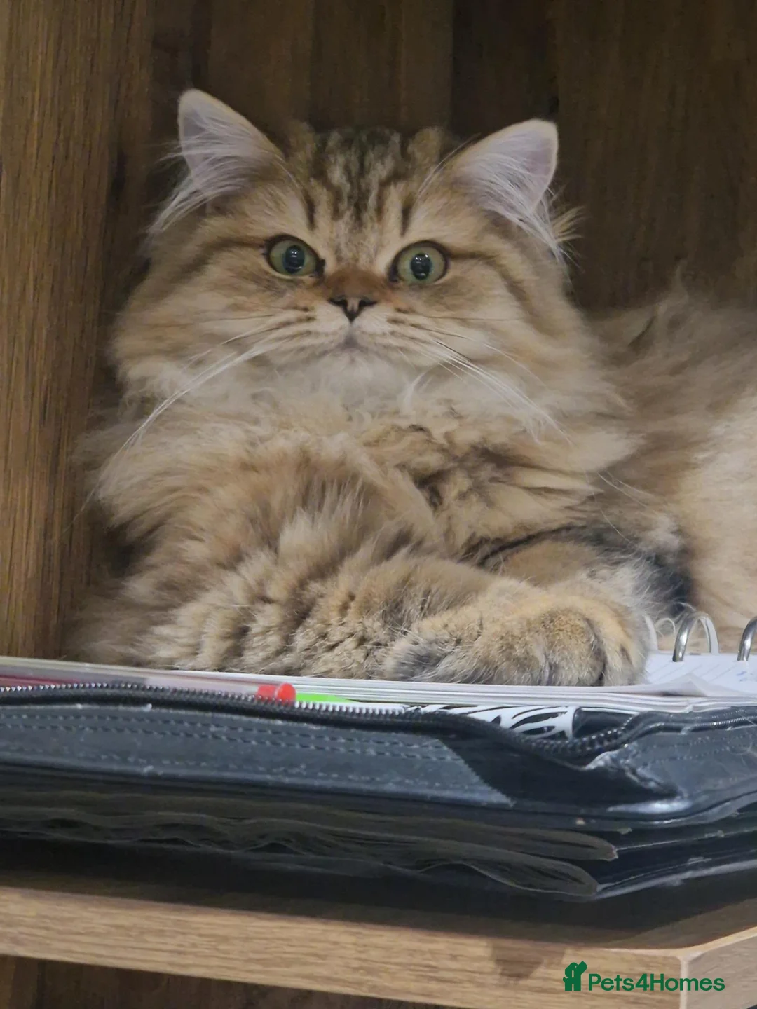 British Longhair cats for sale: GCCF Reg British Longhair  - Advert 4