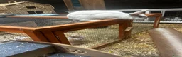 Mixed Breed rabbits for sale: 2 bonded male plush lops - Advert 10
