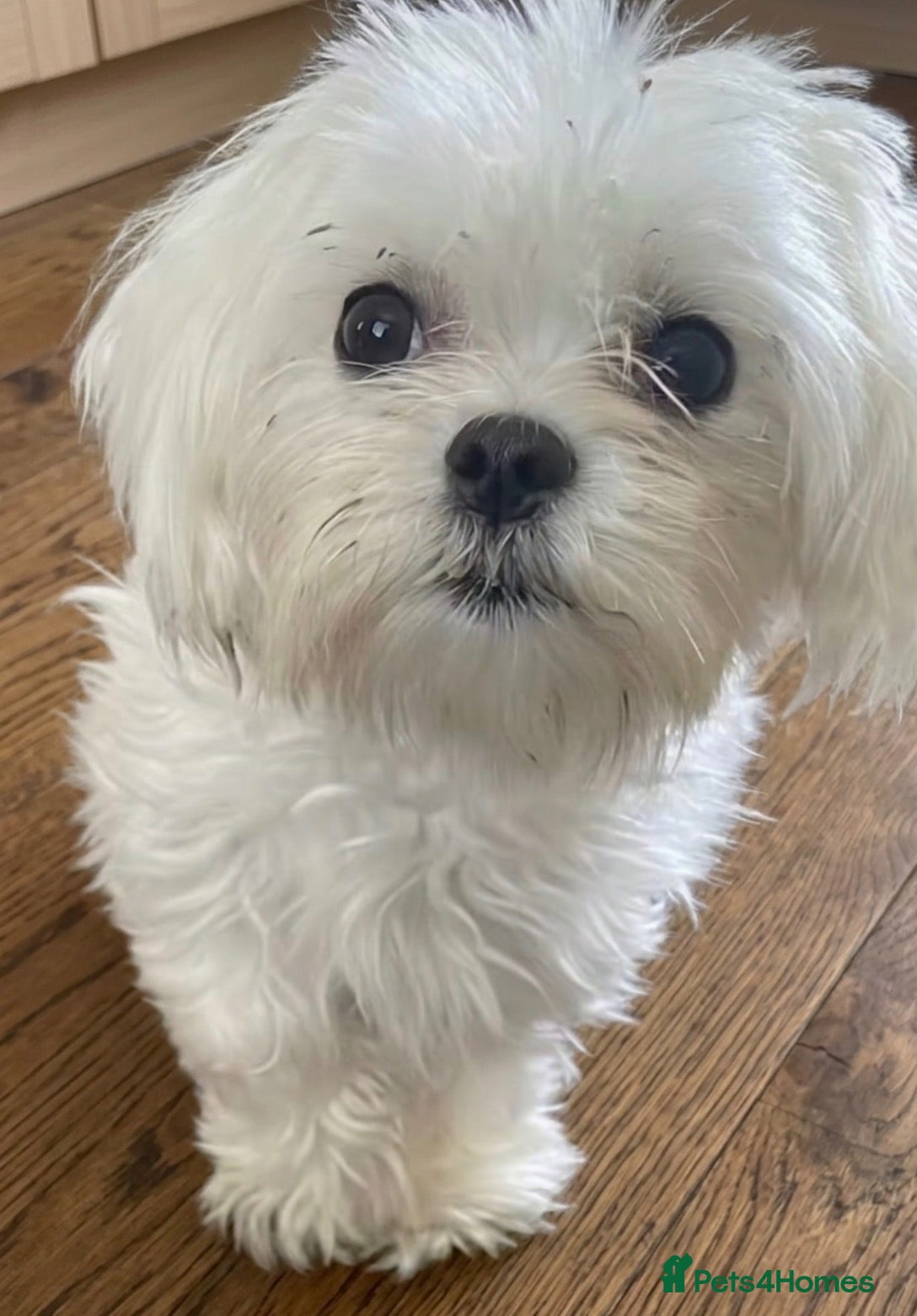 Morkie dogs for sale: Morkie  - Advert 14