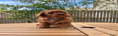 Toy Poodle 4