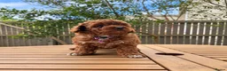 Toy Poodle dogs for sale: Fantastic Toy poodle puppies Available  in Nottingham - Advert 11