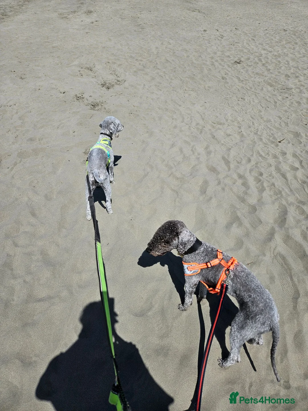 Bedlington Terrier dogs for stud: TerrablueRapide Boris KC Reg Bedlington Terrier - Advert 3